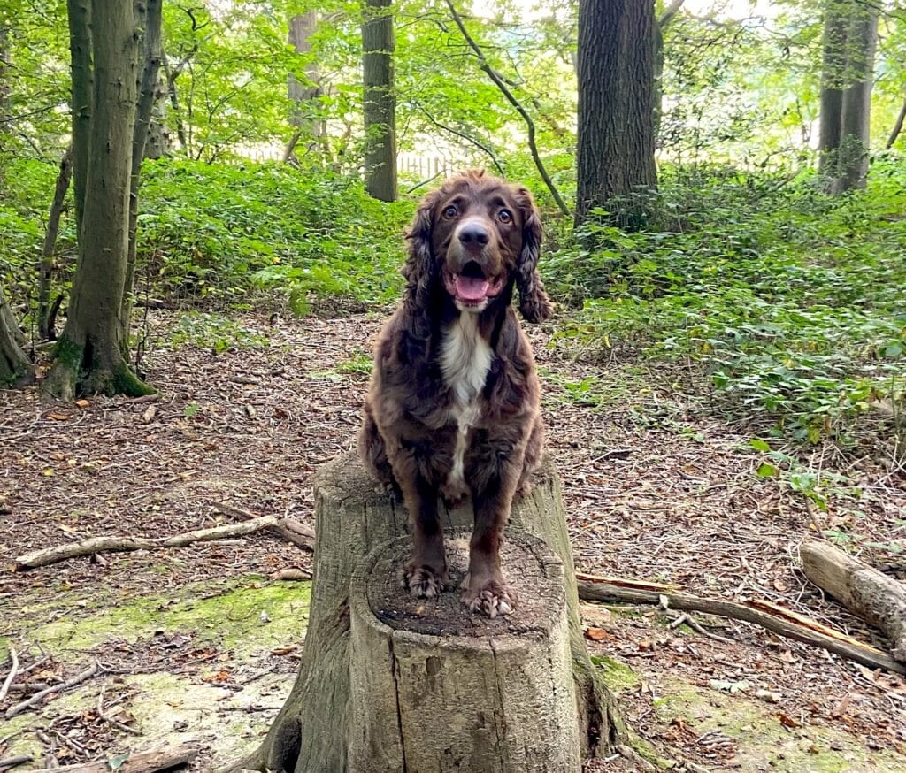 black forge dog Ralph the liver and white cocker spaniel